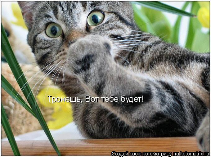 Тронешь, Вот тебе будет!... Котоматрица: Тронешь, Вот тебе будет!