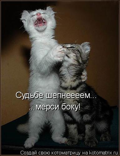 Судьбе шепнеееем... мерси боку! Судьбе шепнеееем... Судьбе шепнеееем... ...мерси боку!... Котоматрица: Судьбе шепнеееем... мерси боку! Судьбе шепнеееем... Судьбе шепнеееем... ...мерси боку!