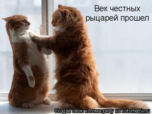 Котоматрица: Век честных рыцарей прошел
