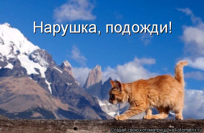 Котоматрица: Нарушка, подожди!