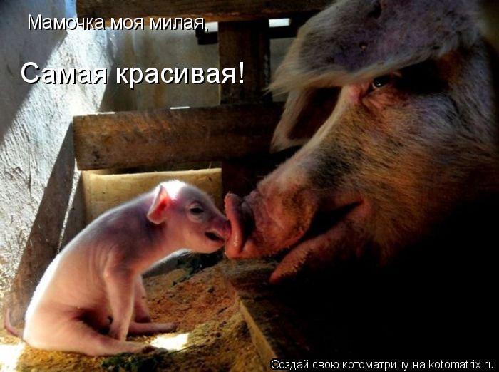 Котоматрица: Мамочка моя милая, Самая красивая!