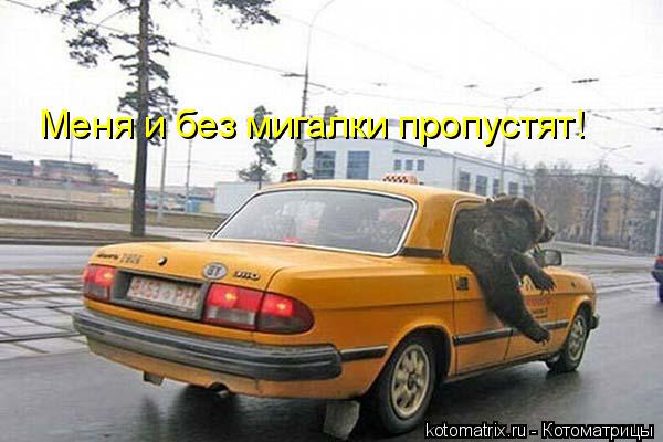 Котоматрица: Меня и без мигалки пропустят!