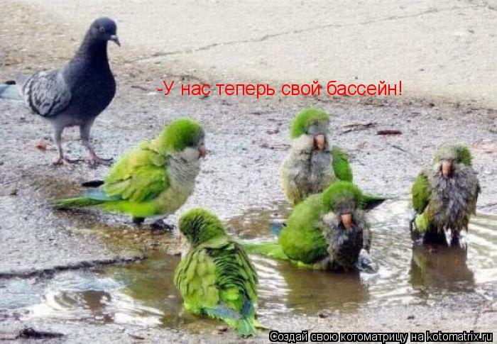 Котоматрица: -У нас теперь свой бассейн!