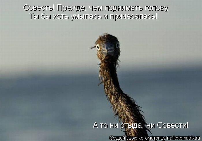 Котоматрица: Совесть! Прежде, чем поднимать голову, Ты бы хоть умылась и причесалась! А то ни стыда, ни Совести!