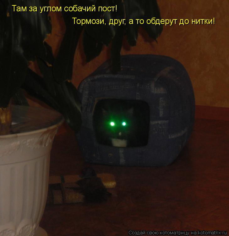 Котоматрица: Там за углом собачий пост! Тормози, друг, а то обдерут до нитки!