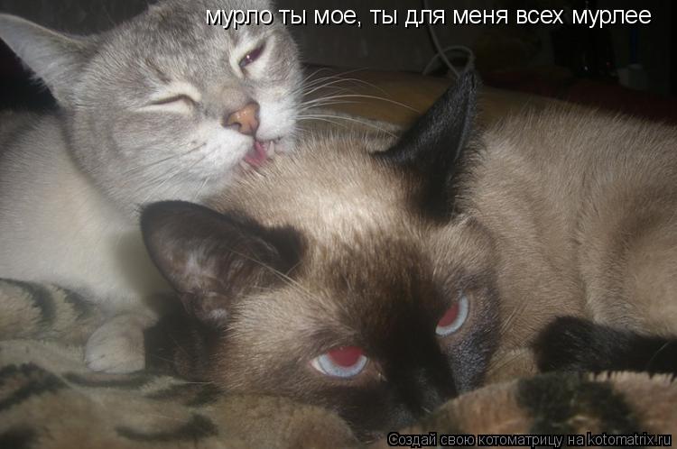 Котоматрица: мурло ты мое, ты для меня всех мурлее