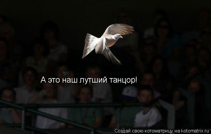 Котоматрица: А это наш лутший танцор!