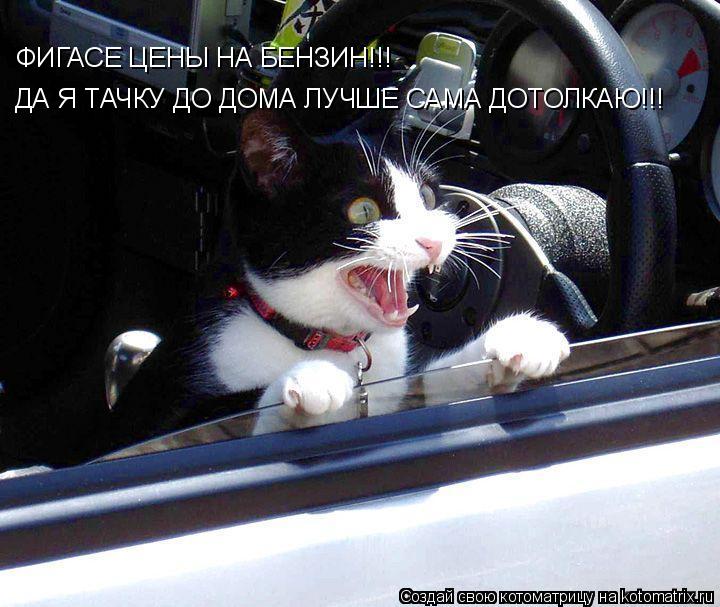Котоматрица: ФИГАСЕ ЦЕНЫ НА БЕНЗИН!!! ФИГАСЕ ЦЕНЫ НА БЕНЗИН!!!  ДА Я ТАЧКУ ДО ДОМА ЛУЧШЕ САМА ОТОЛКАЮ!!! ДА Я ТАЧКУ ДО ДОМА ЛУЧШЕ САМА ДОТОЛКАЮ!!!