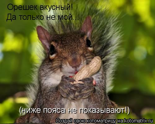 Орешек вкусный! Да только не мой... (ниже пояса не показывают!)... Котоматрица: Орешек вкусный! Да только не мой... (ниже пояса не показывают!)