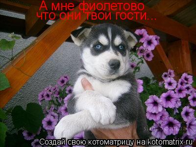 А мне фиолетово что они твои гости...... Котоматрица: А мне фиолетово что они твои гости...