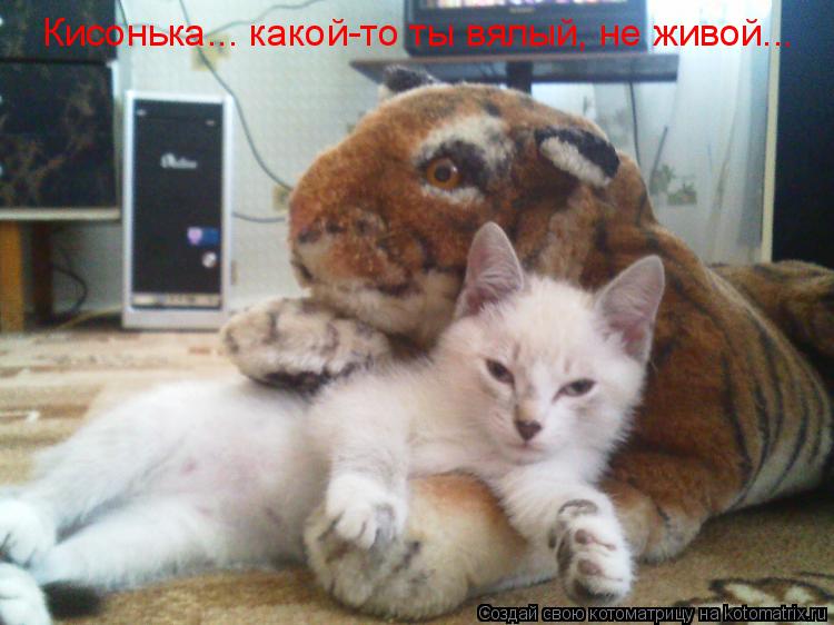 Кисонька... какой-то ты вялый, не живой...... Котоматрица: Кисонька... какой-то ты вялый, не живой...