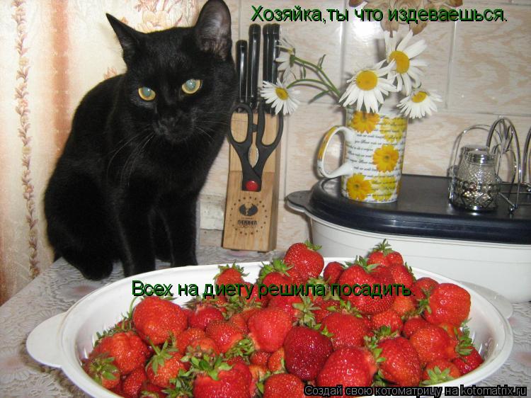 Хозяйка,ты что издеваешься. Всех на диету решила посадить.... Котоматрица: Хозяйка,ты что издеваешься. Всех на диету решила посадить.