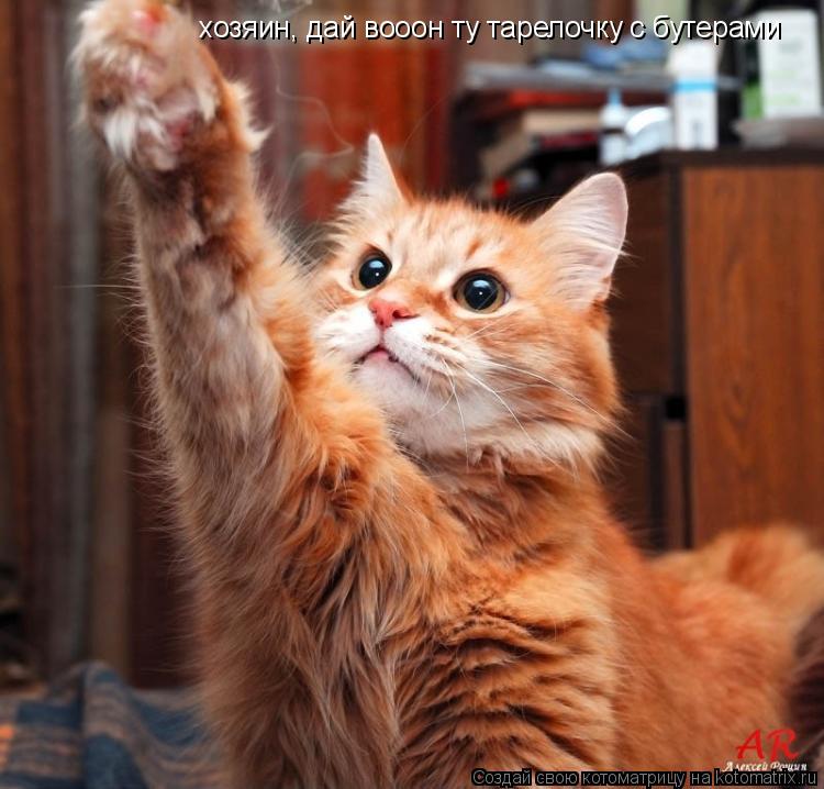 хозяин, дай вооон ту тарелочку с бутерами... Котоматрица: хозяин, дай вооон ту тарелочку с бутерами