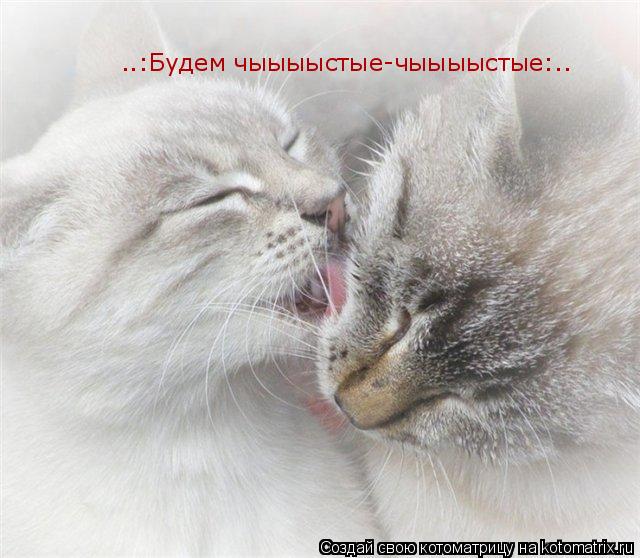 ..:Будем чыыыыстые-чыыыыстые:..... Котоматрица: ..:Будем чыыыыстые-чыыыыстые:..