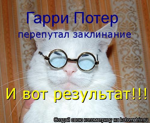 Котоматрица: Гарри Потер перепутал заклинание И вот результат!!!