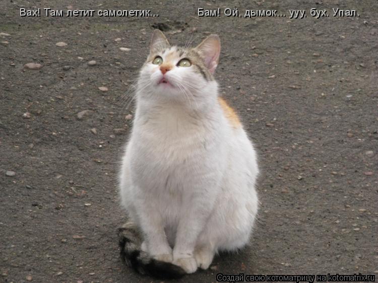 Котоматрица: Вах! Там летит самолетик... Бам! Ой, дымок... ууу, бух. Упал.