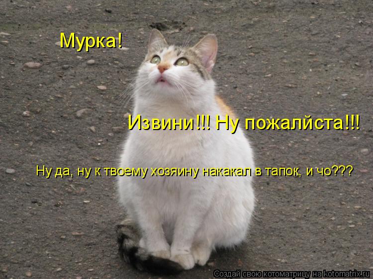 Котоматрица: Мурка! Извини!!! Ну пожалйста!!! Ну да, ну к твоему хозяину накакал в тапок, и чо???