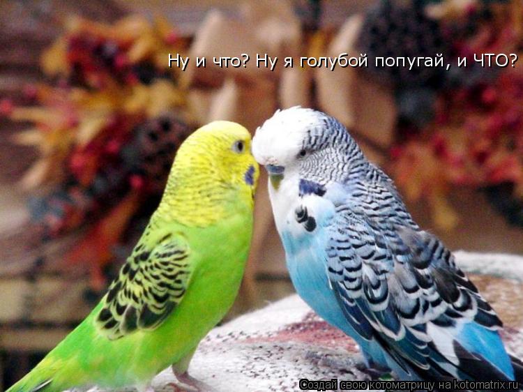 Котоматрица: Ну и что? Ну я голубой попугай, и ЧТО?