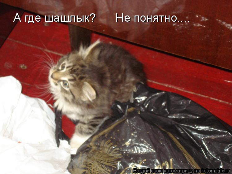 Котоматрица: А где шашлык?      Не понятно....