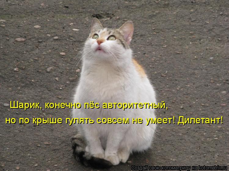 Котоматрица: Шарик, конечно пёс авторитетный,  но по крыше гулять совсем не умеет! Дилетант!