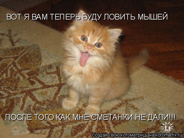 Котоматрица: ВОТ Я ВАМ ТЕПЕРЬ БУДУ ЛОВИТЬ МЫШЕЙ ПОСЛЕ ТОГО КАК МНЕ СМЕТАНКИ НЕ ДАЛИ!!!
