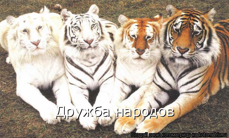 Котоматрица: Дружба народов