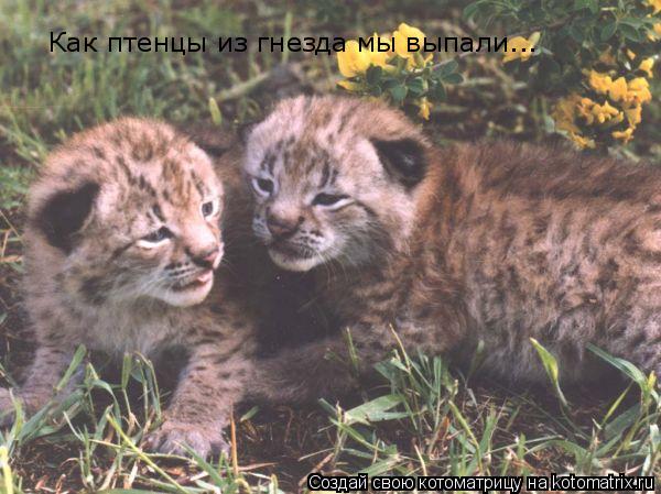 Котоматрица: Как птенцы из гнезда мы выпали...
