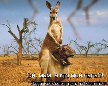 Котоматрица: Эй, мам, а кто мой папа?!