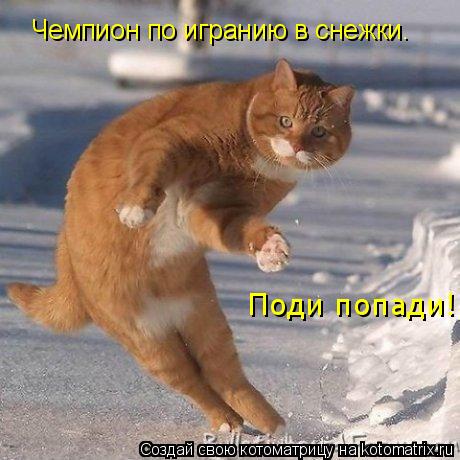 Чемпион по игранию в снежки. Поди попади!... Котоматрица: Чемпион по игранию в снежки. Поди попади!