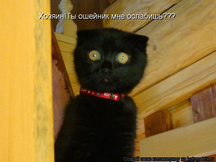 Хозяин!Ты ошейник мне ослабишь???... Котоматрица: Хозяин!Ты ошейник мне ослабишь???