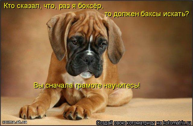 Кто сказал, что, раз я боксёр, то должен баксы искать? Вы сначала грамоте научитесь!... Котоматрица: Кто сказал, что, раз я боксёр, то должен баксы искать? Вы сначала грамоте научитесь!