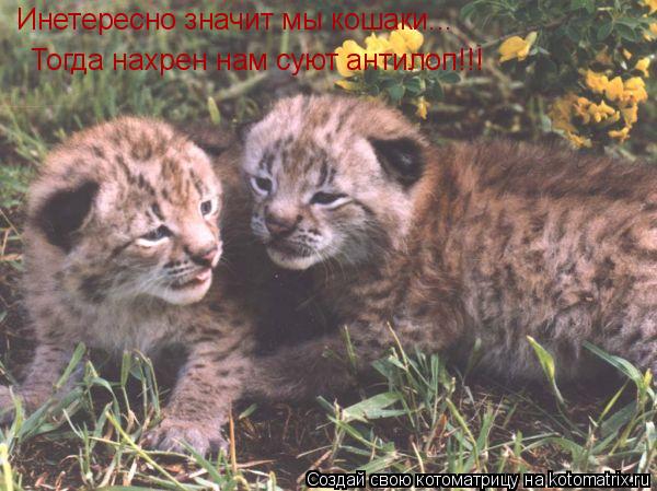 Инетересно значит мы кошаки... Тогда нахрен нам суют антилоп!!!... Котоматрица: Инетересно значит мы кошаки... Тогда нахрен нам суют антилоп!!!