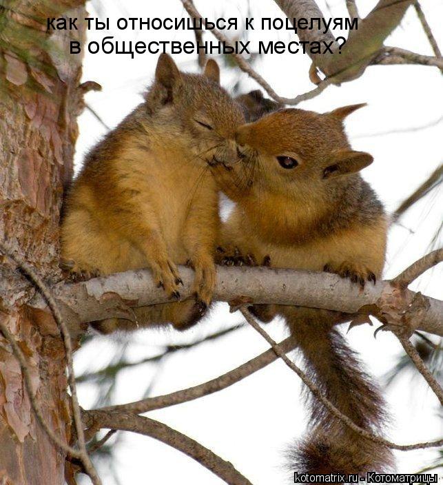как ты относишься к поцелуям в общественных местах?... Котоматрица: как ты относишься к поцелуям в общественных местах?
