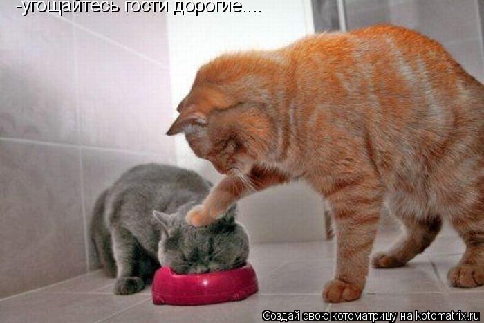 -угощайтесь гости дорогие....... Котоматрица: -угощайтесь гости дорогие....