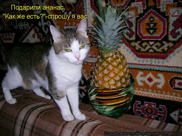 Подарили ананас. "Как же есть?"-спрошу я вас.... Котоматрица: Подарили ананас. "Как же есть?"-спрошу я вас.
