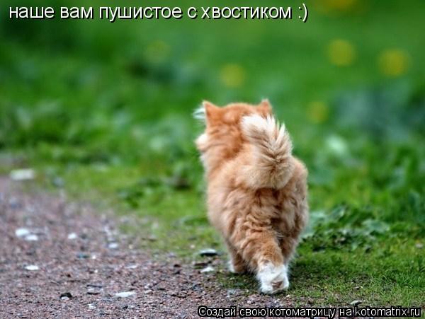 наше вам пушистое с хвостиком :)... Котоматрица: наше вам пушистое с хвостиком :)