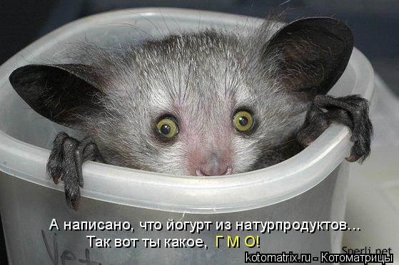 Котоматрица: А написано, что йогурт из натурпродуктов... Так вот ты какое, Г М О!