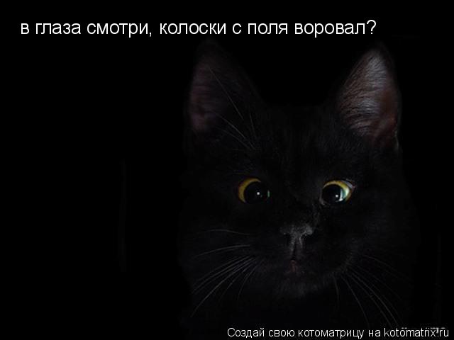 Котоматрица: в глаза смотри, колоски с поля воровал?