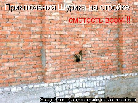 Котоматрица: Приключения Шурика на стройке смотреть всем!!!