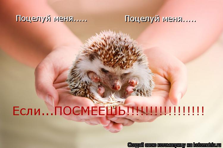 Котоматрица: Поцелуй меня..... Поцелуй меня..... Если...ПОСМЕЕШЬ!!!!!!!!!!!!!!!!!