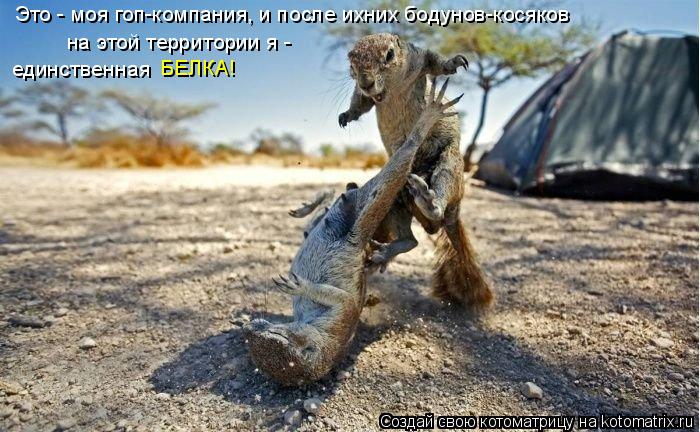 Это - моя гоп-компания, и после ихних бодунов-косяков на этой территории я - единственная БЕЛКА!... Котоматрица: Это - моя гоп-компания, и после ихних бодунов-косяков на этой территории я - единственная БЕЛКА!