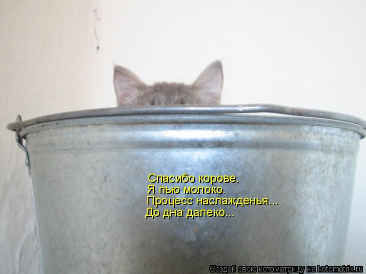 Котоматрица: Спасибо корове. Я пью молоко. Процесс наслажденья... До дна далеко...