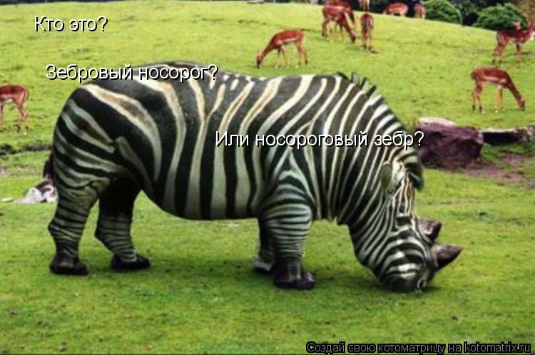 Котоматрица: Кто это? Зебровый носорог? Или носороговый зебр?