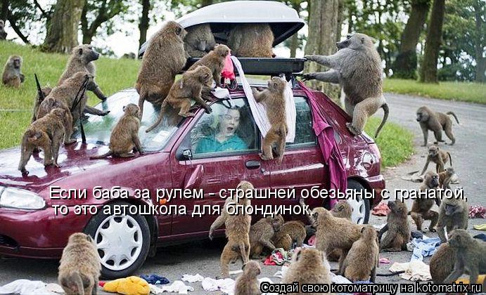 Котоматрица: Если баба за рулем - страшней обезьяны с гранатой, то это автошкола для блондинок.