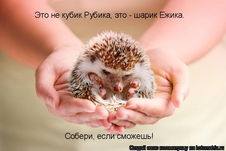 Котоматрица: Это не кубик Рубика, это - шарик Ежика. Собери, если сможешь!