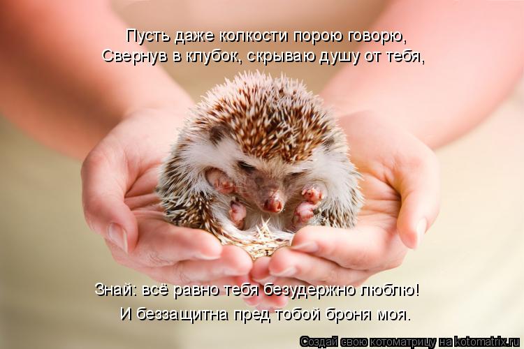 Котоматрица: Пусть даже колкости порою говорю, Свернув в клубок, скрываю душу от тебя, Знай: всё равно тебя безудержно люблю! И беззащитна пред тобой брон