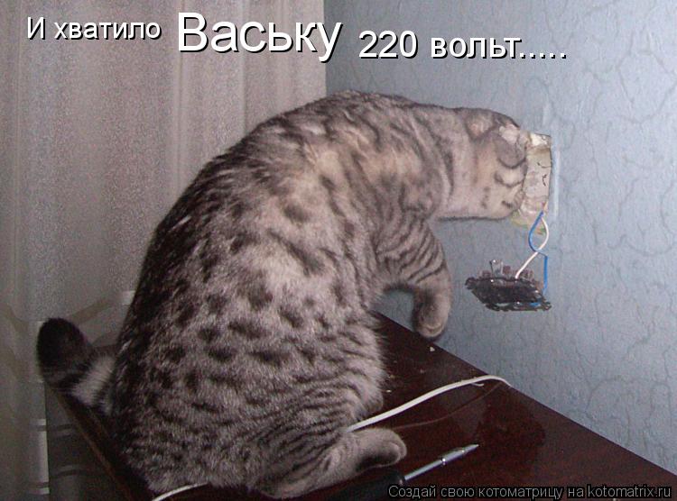 Котоматрица: И хватило  Ваську 220 вольт.....