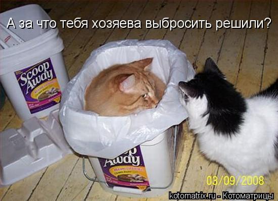 А за что тебя хозяева выбросить решили?... Котоматрица: А за что тебя хозяева выбросить решили?