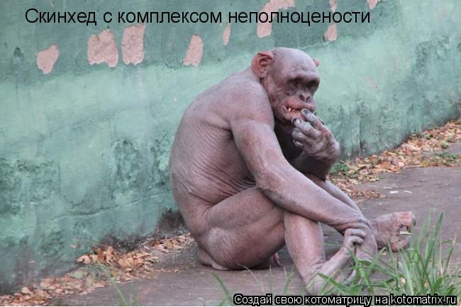 Скинхед с комплексом неполноцености... Котоматрица: Скинхед с комплексом неполноцености