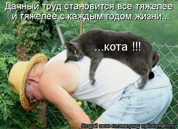 и тяжелее с каждым годом жизни... Дачный труд становится все тяжелее ...кота !!!... Котоматрица: и тяжелее с каждым годом жизни... Дачный труд становится все тяжелее ...кота !!!